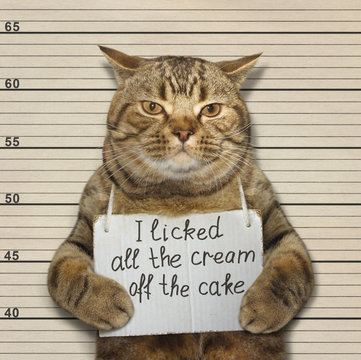 FUN CATS
